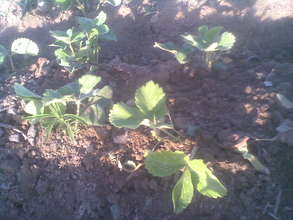 Strawberry plants