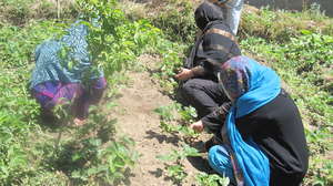 Hands-on training in the strawberry garden