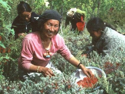 Miracle Berry Changing Lives at Top of the World