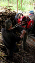 Feeding raw sugar cane into the machines