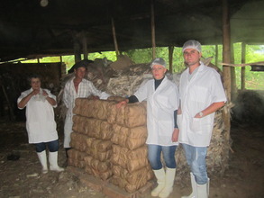Panela packed and ready to be commercialized
