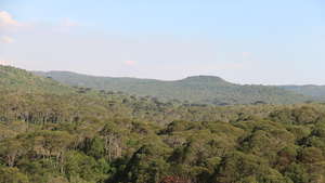 Help us to save this piece of Atlantic Rainforest!
