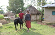 Buy a Cow to Educate a HS Student in Rural Kenya