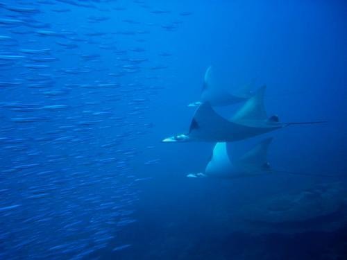 Community-run Eco-lodge on the Indian Ocean