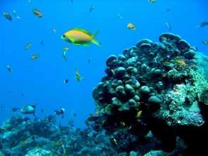 Madagascar's underwater world