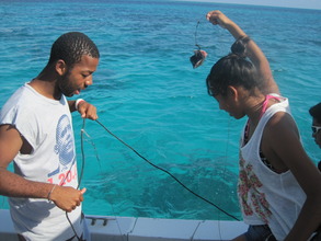 Shark-tagging expedition - baiting the hook