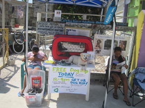 Students volunteering with the cat & dog rescue