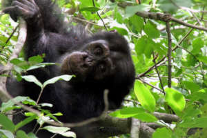 Fongoli chimp Mike lives alongside Djendji village