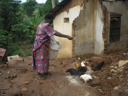 Chickens for 100 Orphans in Rural Buwunga