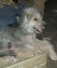 Mundo at the sanctuary, recovered from injuries