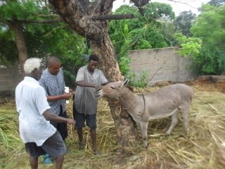 Partner w/AKI to Help Animals in up to10 Countries