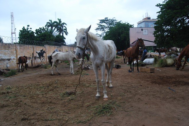 Partner w/AKI to Help Animals in up to10 Countries