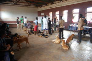 AKI supports Lilongwe SPCA's free vet clinics