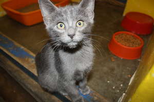 Kitty at the Walvis Bay SPCA, Namibia