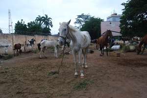 AKI supports GSPCA & Ghana's horses