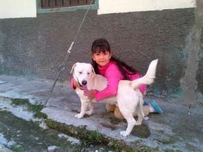 Partner w/AKI to Help Animals in up to10 Countries