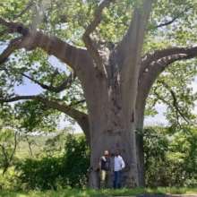 Baobab, known as The Story Tree -with lots to tell