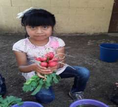 The life cycle of a plant