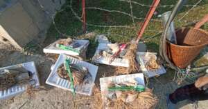 Pans ready to be distributed