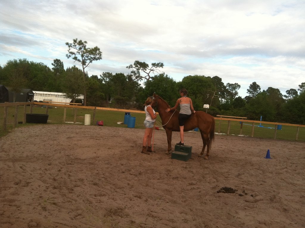 Help 5 Rescued Horses Become Therapy Animals