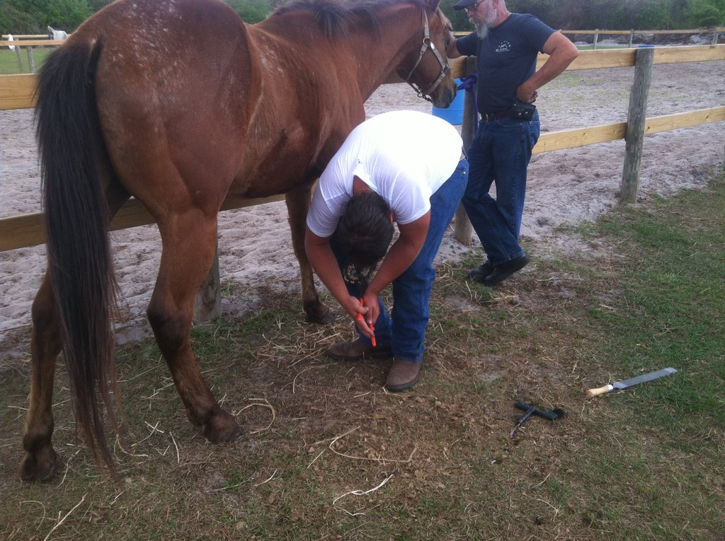 Help 5 Rescued Horses Become Therapy Animals