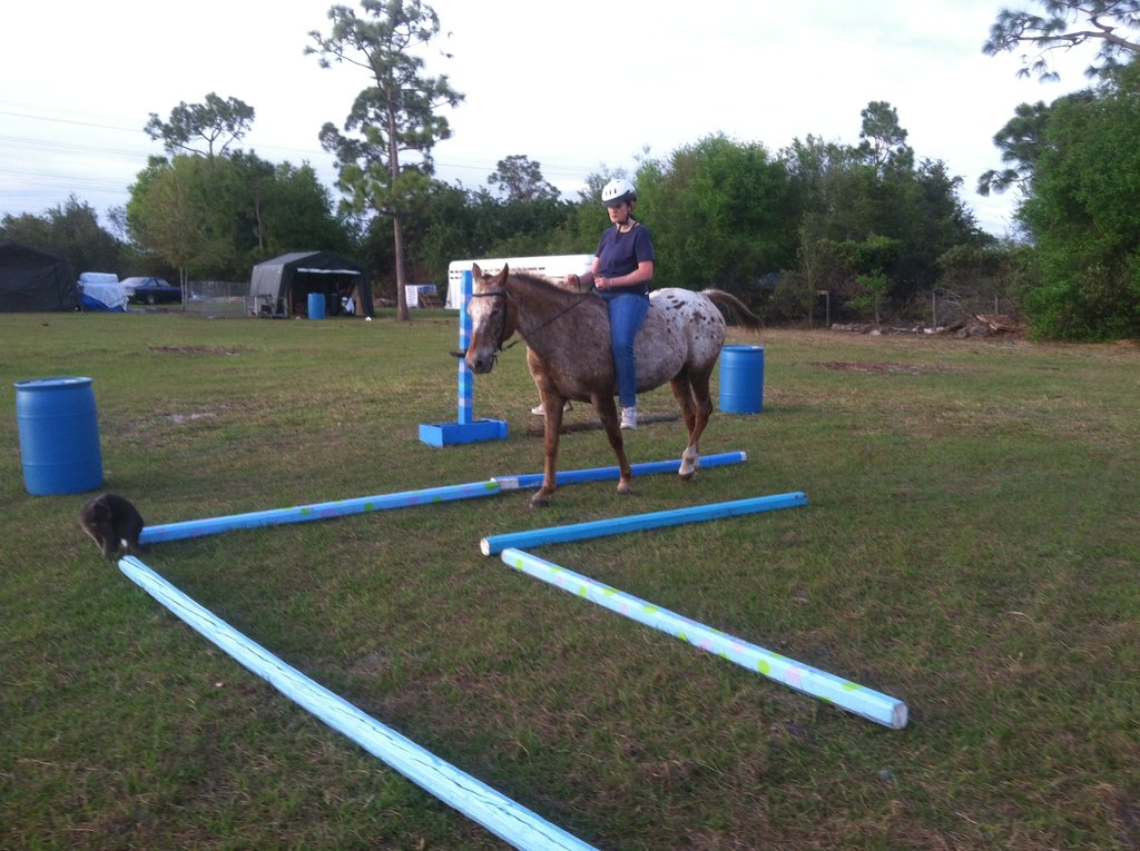 Help 5 Rescued Horses Become Therapy Animals