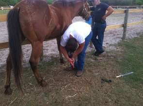 Tuffy gets a hoof trim and balance