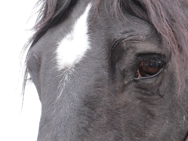 Help 5 Rescued Horses Become Therapy Animals