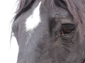 Help 5 Rescued Horses Become Therapy Animals