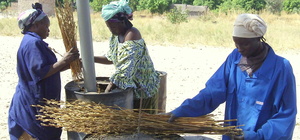 APRO-ECO testing sesame straw in Belaba