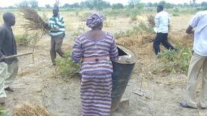 Preparing biomass (sesame straw) for pyrolysis