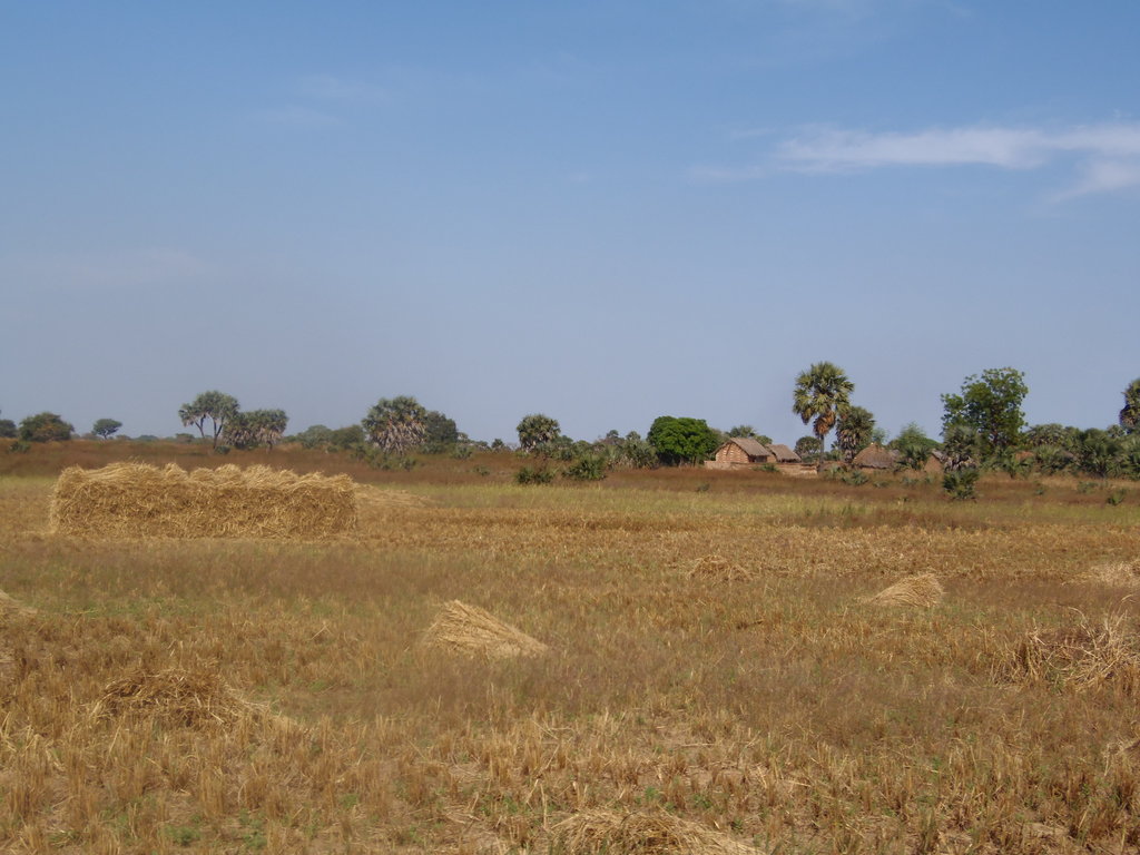 Agro-Charcoal in Chad as Vocational Enterprises