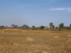 Rice Fields in Nya