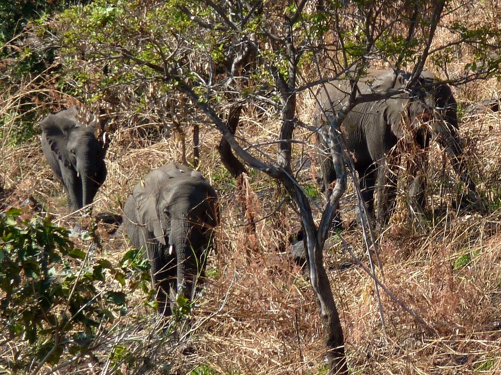 Save elephants in Malawi