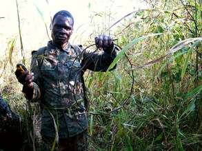 Collecting wire snares in the Forest
