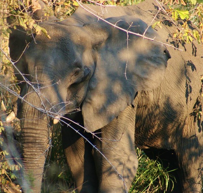 Save elephants in Malawi