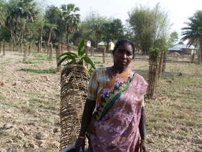 Mango orchard - Horticulture