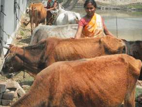 Dairy Cooperative of BSWI