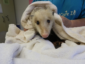 Opossum hit by car