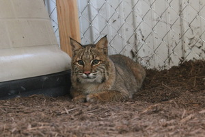 BobCat