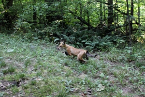 Fox Release