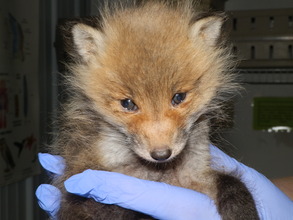Baby Fox admitted after barn fell on her
