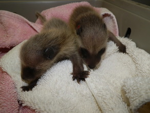 Baby Raccoons