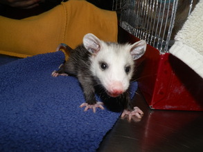 Joey Opossum