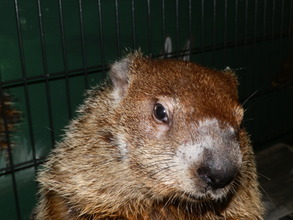 Meet Winston our Woodchuck