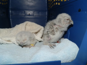 Eastern Screech Owlets
