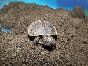 We had turtle eggs hatch ( so tiny)