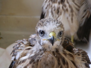 Red-Shoulder Hawk Fledges