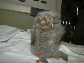 Infant Eastern Screech Owl