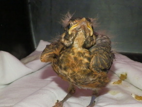 Baby Robin Fledge